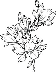Magnolia Flower. sketch with black and white line art of magnolia flowers. © bintoro