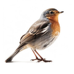 Robin on White background, HD