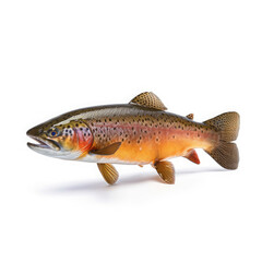 Trout on White background, HD