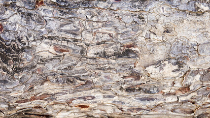 texter of tree bark.