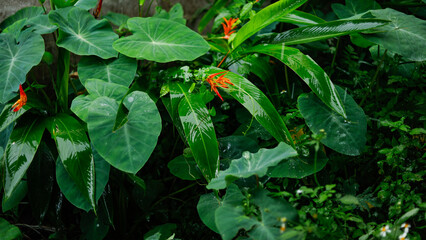 Wet leaves in the rainforest.