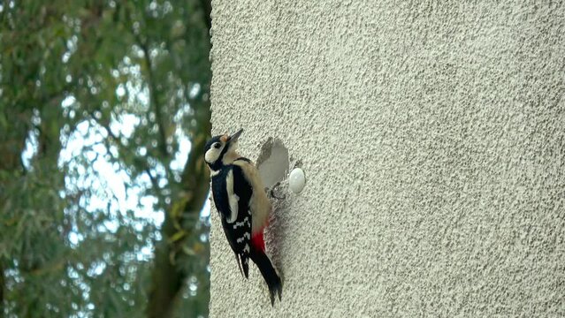 a woodpecker builds a cave in house facade