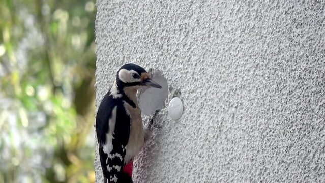 a woodpecker builds a cave in house facade