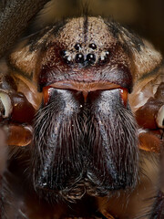 Giant house spider (Eratigena atrica)