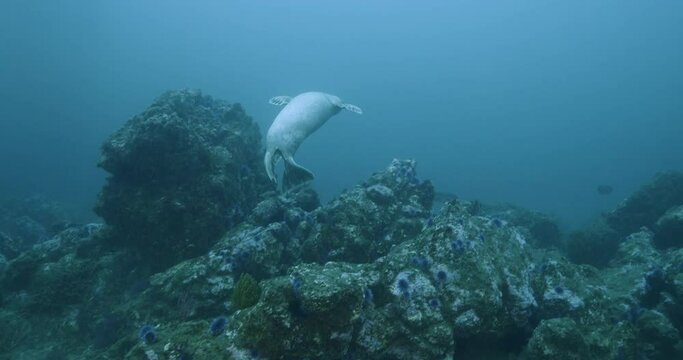Young harbor seal does a fly by.