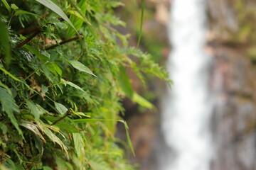grass with blurred waterfall in the background