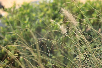 grass in the field