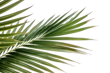 Cut out palm leaves foliage isoalted on transparent background generative ai