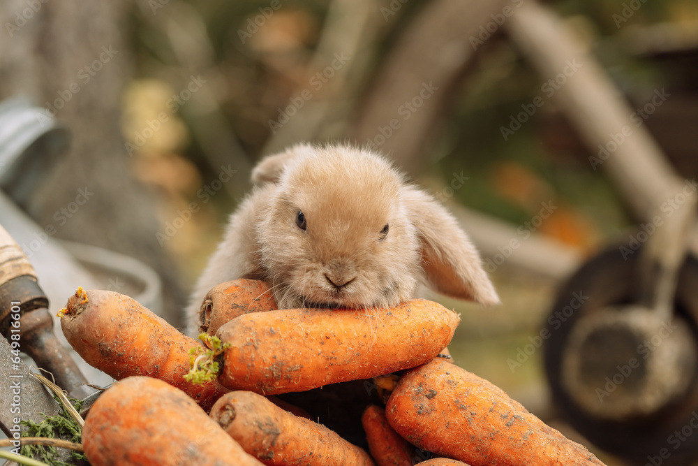 Wall mural Fluffy foxy rabbit with carrot on autumn background - Wall murals
