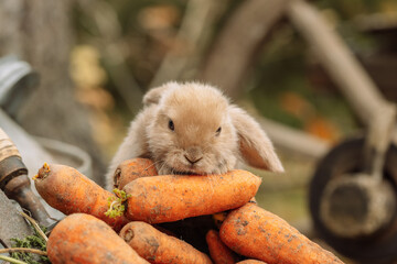 Fluffy foxy rabbit with carrot on autumn background - obrazy, fototapety, plakaty