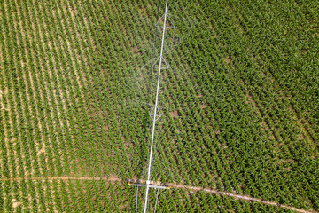 Aerial view drone shot of irrigation system rain guns sprinkler on agricultural wheat field helps to grow plants in the dry season, increases crop yields