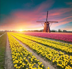 Gordijnen Tulip fields and windmill in Netherland, near Lisse. High quality photo © kishivan