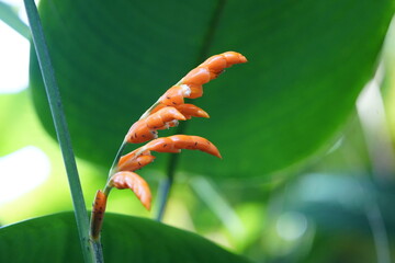 Aphelandra sinclairiana Nees ex Benth. is a plant species commonly called 