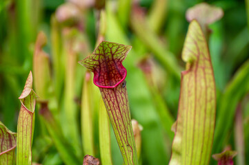 A fly sits on a pitcher plant