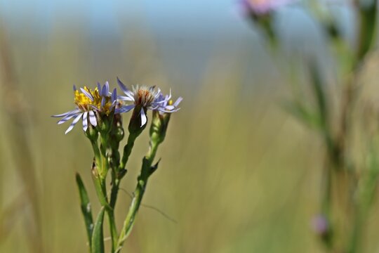 Bl&uuml;hende Strand-Astern (Tripolium pannonicum) im Nationalpark Wattenmeer.