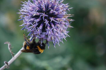 Bumble Bee collecting nectar from Purple Flower closeup macro, Wales, United Kingdom