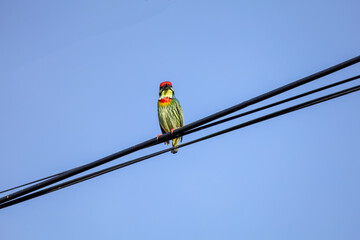 The colorful Oriole bird is live in nature on power line at thailand