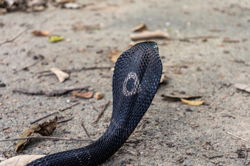 Venomous snake dangerous neurotoxin. Back of Monocled Cobra (Naja kaouthia) with a black body while is on the desolate cement floor was full of dead leaves.