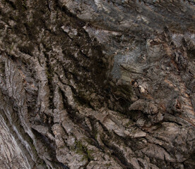 twisting cracks in the crown of a tree made of bark in patterns of deep lines of destruction.