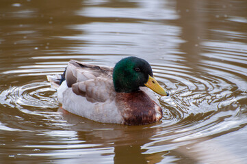 Obraz premium Graceful duck, shimmering reflection below. A calm river scene, capturing the rhythm of nature in its purest form
