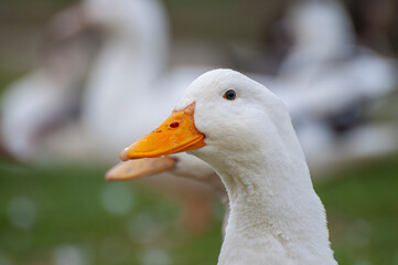 Graceful duck, shimmering reflection below. A calm river scene, capturing the rhythm of nature in its purest form