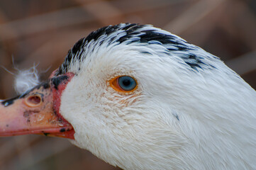 Graceful duck, shimmering reflection below. A calm river scene, capturing the rhythm of nature in its purest form
