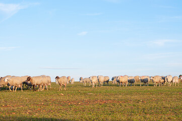 Fototapeta premium Picturesque view, woolly sheep in meadow, stone walls. European farm lifestyle, hills and olive trees, capturing rural beauty