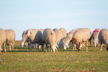 White lambs, green pastures, sunlit meadows. Traditional farming, rustic charm, heart of Spain's agricultural life