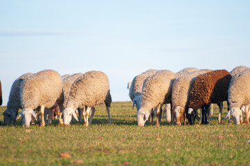 Flock of white sheep grazing under the warm Spanish sun. Rolling hills, olive trees in distance, essence of rural Spain.