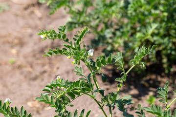 Chickpeas in garden with leaves. Chickpeas plant growing.