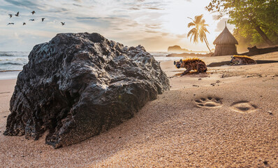 Two hyenas on a tropical beach during sunset.