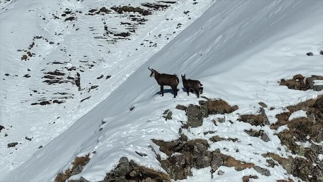 Chamois pente enneig&eacute;