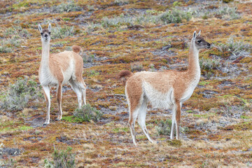 Nice view of the beautiful, wild Guanaco on Patagonian soil.