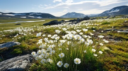 flower arctic tundra flowers illustration beautiful summer, land mountains, natural outdoor flower arctic tundra flowers - obrazy, fototapety, plakaty