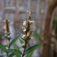 A herbal plant called Justicia gendarussa or (Gandarusa, Willow-leaved Justicia, Water Willow, Daun Rusa, Garda Rusa, Ganda Rusa)