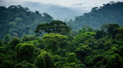 Foto auf Leinwand tree cameroon rainforest central illustration tropical natural, congo travel, landscape jungle tree cameroon rainforest central © sevector