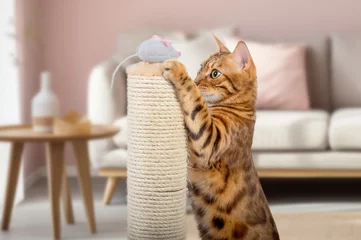 Foto op Aluminium A Bengal cat plays with a plush mouse on a scratching post. © Svetlana Rey