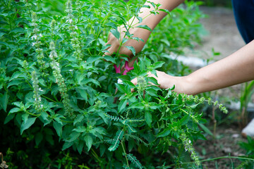 Close up of young woman's hands planting basil in the garden. Aromatic basil in the vegetable garden.Thai herb.