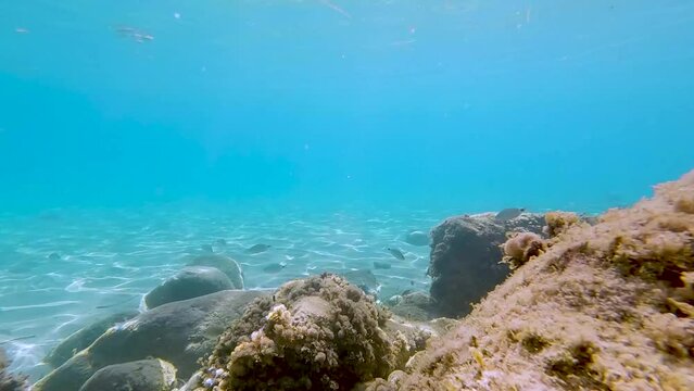 Buceando en la superficie del mar