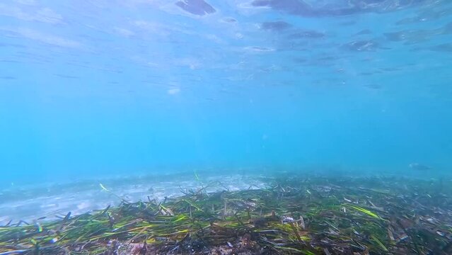 Buceando en la superficie del mar