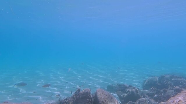 Buceando en la superficie del mar