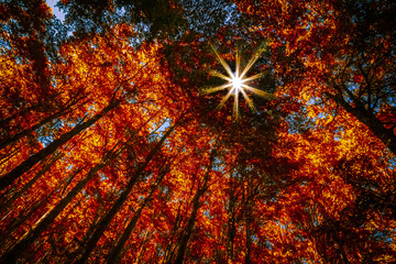 Autumn sun shining through the canopy of large trees with colorful foliage