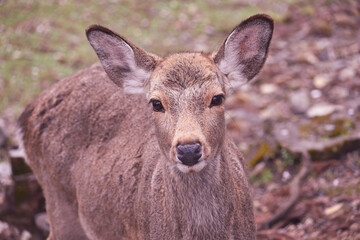 Deer in the Woods of Nara.