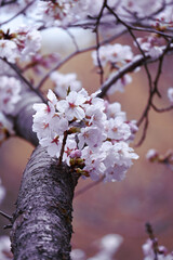 Cherry Blossom on Spring.