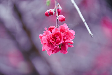 Pink Flower blossoms.