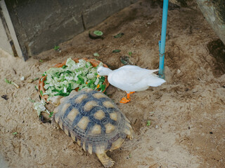 Obraz premium turtle on the sand
