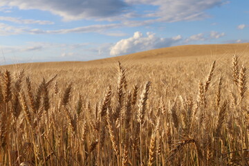field of wheat