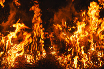Detail of controlled burn in a longleaf pine forest