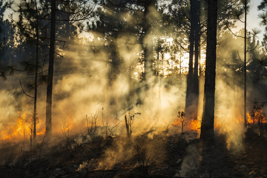 Flames and smoke with sun rays at sunset during a controlled burn in a forest