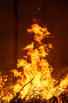 Detail of controlled burn in a longleaf pine forest